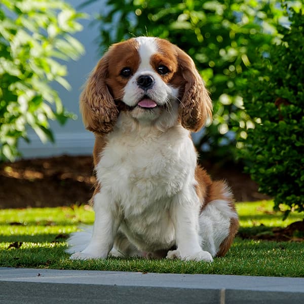 Potrait of our furry friend: Finn McCarthy